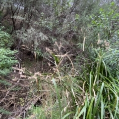 Cyperus lucidus at Sassafras, NSW - 23 Apr 2023