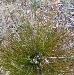 Amperea xiphoclada var. xiphoclada (Broom Spurge) at Sassafras, NSW - 23 Apr 2023 by Tapirlord