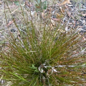Amperea xiphoclada var. xiphoclada at Sassafras, NSW - 23 Apr 2023
