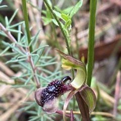 Chiloglottis curviclavia (Bird Orchid) at Sassafras, NSW - 23 Apr 2023 by Tapirlord