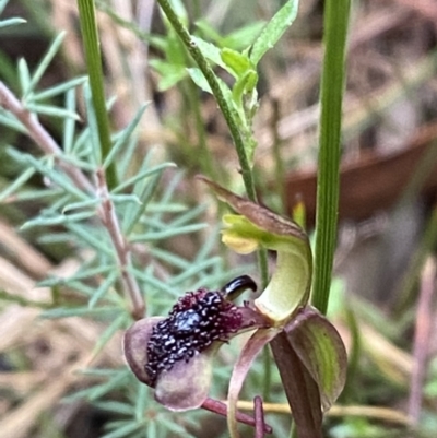 Chiloglottis curviclavia (Bird Orchid) at Sassafras, NSW - 23 Apr 2023 by Tapirlord