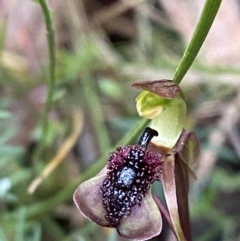 Chiloglottis curviclavia at Sassafras, NSW - suppressed