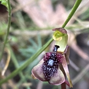 Chiloglottis curviclavia at Sassafras, NSW - suppressed