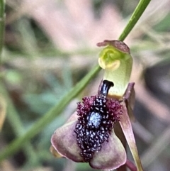 Chiloglottis curviclavia at Sassafras, NSW - suppressed