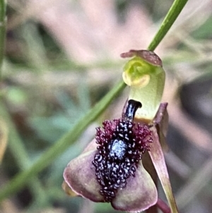 Chiloglottis curviclavia at Sassafras, NSW - suppressed
