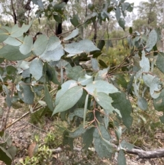 Eucalyptus dives (Broad-leaved Peppermint) at Sassafras, NSW - 23 Apr 2023 by Tapirlord