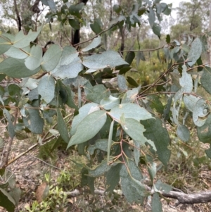 Eucalyptus dives at Sassafras, NSW - 23 Apr 2023