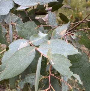 Eucalyptus dives at Sassafras, NSW - 23 Apr 2023 02:09 PM