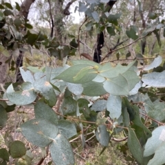 Eucalyptus dives at Sassafras, NSW - 23 Apr 2023 02:09 PM