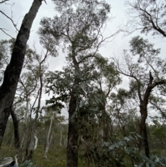 Eucalyptus dives at Sassafras, NSW - 23 Apr 2023 02:09 PM