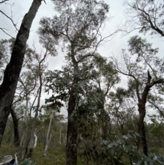 Eucalyptus dives at Sassafras, NSW - 23 Apr 2023
