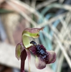 Chiloglottis curviclavia (Bird Orchid) at Sassafras, NSW - 23 Apr 2023 by Tapirlord