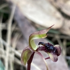 Chiloglottis curviclavia at Sassafras, NSW - 23 Apr 2023