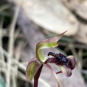 Chiloglottis curviclavia at Sassafras, NSW - 23 Apr 2023