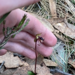 Chiloglottis curviclavia at Sassafras, NSW - 23 Apr 2023