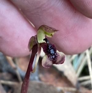 Chiloglottis curviclavia at Sassafras, NSW - 23 Apr 2023