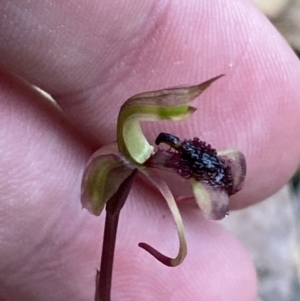 Chiloglottis curviclavia at Sassafras, NSW - 23 Apr 2023