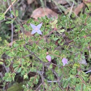 Boronia algida at Sassafras, NSW - 23 Apr 2023