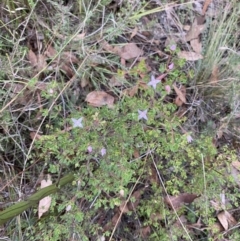 Boronia algida at Sassafras, NSW - 23 Apr 2023