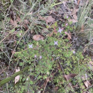 Boronia algida at Sassafras, NSW - 23 Apr 2023