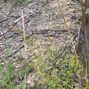 Caustis flexuosa at Sassafras, NSW - suppressed