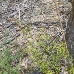 Caustis flexuosa at Sassafras, NSW - 23 Apr 2023