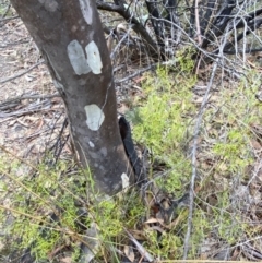 Caustis flexuosa at Sassafras, NSW - suppressed