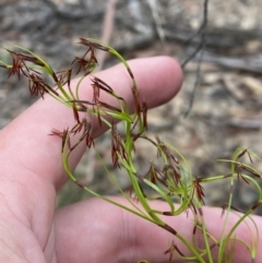 Caustis flexuosa at Sassafras, NSW - suppressed