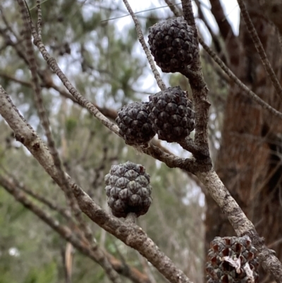 Allocasuarina littoralis (Black She-oak) at Sassafras, NSW - 23 Apr 2023 by Tapirlord
