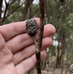 Allocasuarina littoralis at Sassafras, NSW - 23 Apr 2023 01:41 PM