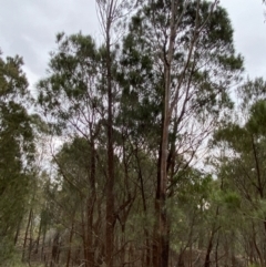 Allocasuarina littoralis at Sassafras, NSW - 23 Apr 2023