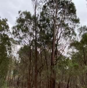 Allocasuarina littoralis at Sassafras, NSW - 23 Apr 2023 01:41 PM