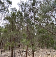 Allocasuarina littoralis at Sassafras, NSW - 23 Apr 2023 01:41 PM