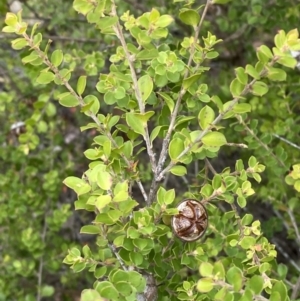 Leptospermum rotundifolium at Nerriga, NSW - 23 Apr 2023