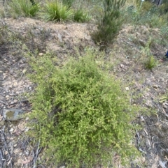 Leptospermum rotundifolium at Nerriga, NSW - 23 Apr 2023