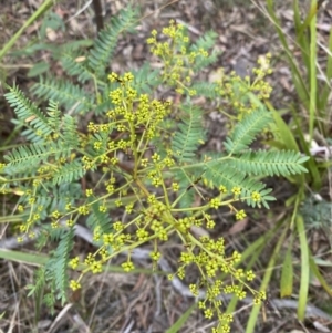 Acacia terminalis at Sassafras, NSW - 23 Apr 2023 01:26 PM