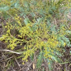 Acacia terminalis at Sassafras, NSW - 23 Apr 2023 01:26 PM