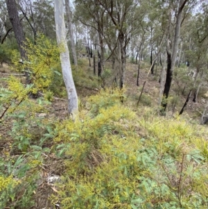 Acacia terminalis at Sassafras, NSW - 23 Apr 2023 01:26 PM