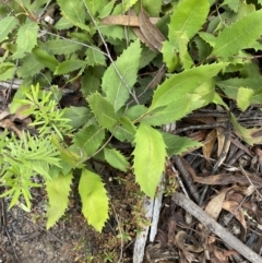 Lomatia ilicifolia at Sassafras, NSW - 23 Apr 2023 01:23 PM