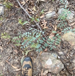 Indigofera australis subsp. australis at Sassafras, NSW - 23 Apr 2023