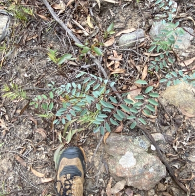 Indigofera australis subsp. australis (Australian Indigo) at Sassafras, NSW - 23 Apr 2023 by Tapirlord