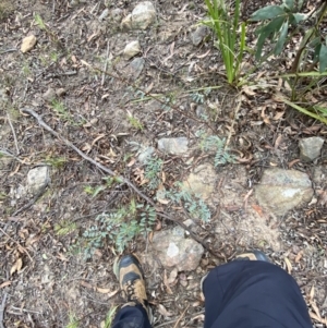 Indigofera australis subsp. australis at Sassafras, NSW - 23 Apr 2023 01:14 PM