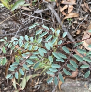 Indigofera australis subsp. australis at Sassafras, NSW - 23 Apr 2023