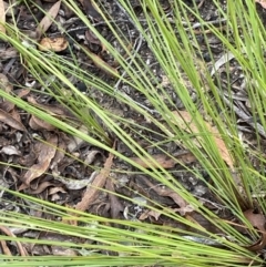 Lomandra filiformis subsp. filiformis (Wattle Matrush) at Sassafras, NSW - 23 Apr 2023 by Tapirlord