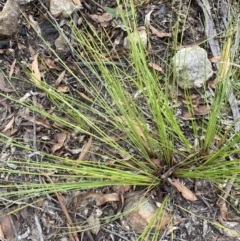 Lomandra filiformis subsp. filiformis at Sassafras, NSW - 23 Apr 2023