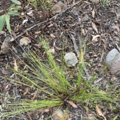 Lomandra filiformis subsp. filiformis at Sassafras, NSW - 23 Apr 2023