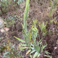 Stypandra glauca (Nodding Blue Lily) at Sassafras, NSW - 23 Apr 2023 by Tapirlord