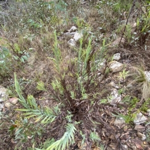 Stypandra glauca at Sassafras, NSW - 23 Apr 2023