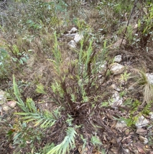 Stypandra glauca at Sassafras, NSW - 23 Apr 2023