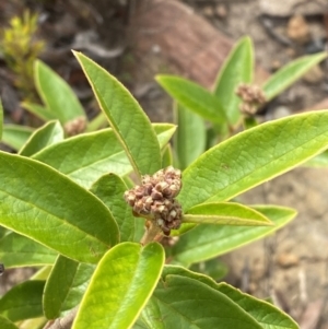 Pomaderris ferruginea at Boolijah, NSW - 23 Apr 2023